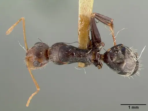 Camponotus punctulatus specimen CASTYPE00604 image castype00604_1