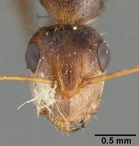 Camponotus punctulatus specimen CASTYPE00604 image castype00604_2