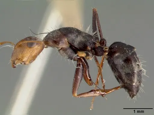 Camponotus punctulatus specimen CASTYPE00604 image castype00604_3