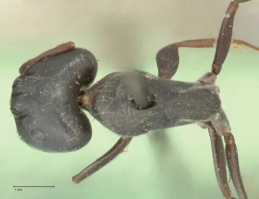 Camponotus punctulatus specimen FOCOL2350 image focol2350_1