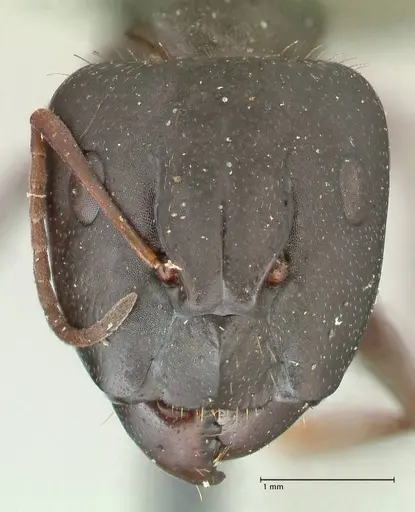 Camponotus punctulatus specimen FOCOL2350 image focol2350_2