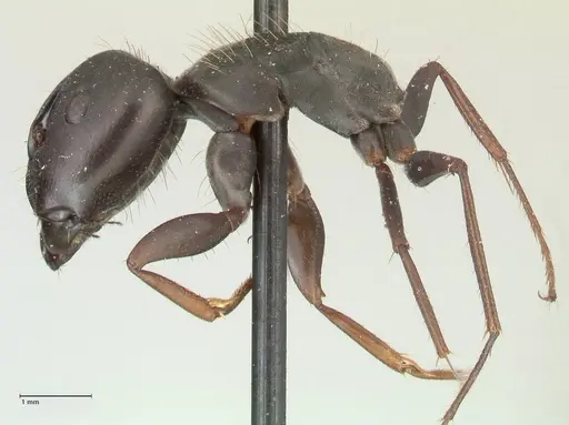 Camponotus punctulatus specimen FOCOL2350 image focol2350_3