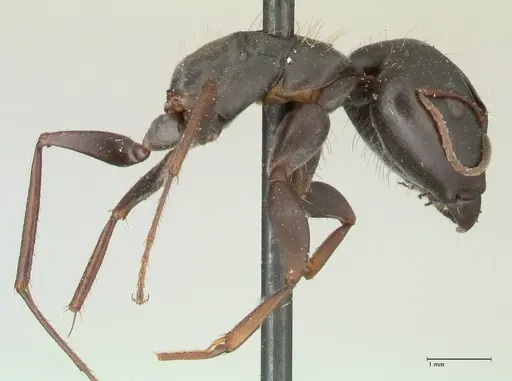 Camponotus punctulatus specimen FOCOL2350 image focol2350_4
