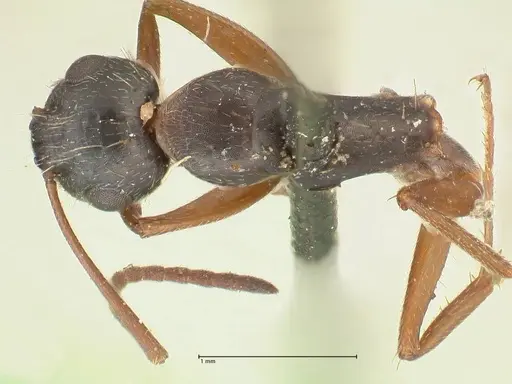 Camponotus punctulatus specimen FOCOL2351 image focol2351_1
