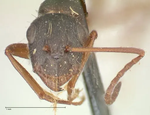 Camponotus punctulatus specimen FOCOL2351 image focol2351_2
