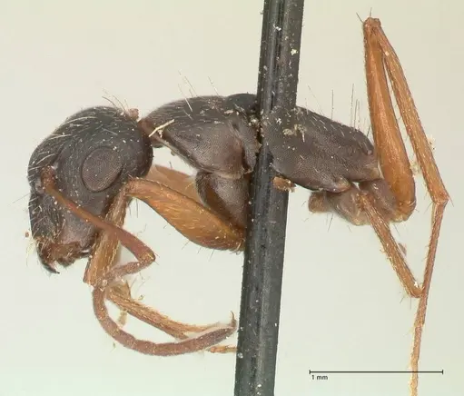Camponotus punctulatus specimen FOCOL2351 image focol2351_3