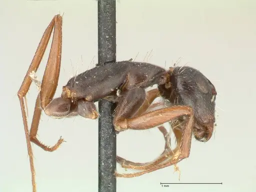 Camponotus punctulatus specimen FOCOL2351 image focol2351_4