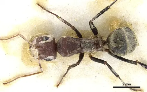 Camponotus puniceps specimen CASENT0903577 image casent0903577_1