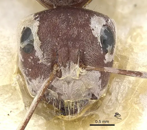 Camponotus puniceps specimen CASENT0903577 image casent0903577_2