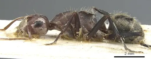 Camponotus puniceps specimen CASENT0903577 image casent0903577_3