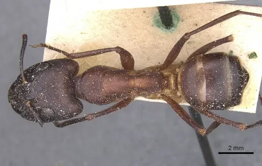 Camponotus pupillus specimen CASENT0911928 image casent0911928_1