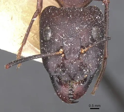 Camponotus pupillus specimen CASENT0911928 image casent0911928_2