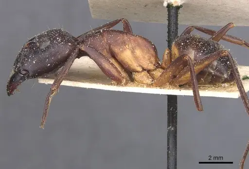 Camponotus pupillus specimen CASENT0911928 image casent0911928_3
