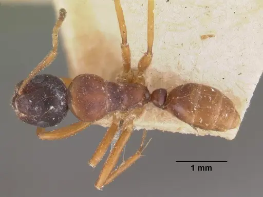 Camponotus putatus specimen CASENT0102415 image casent0102415_1