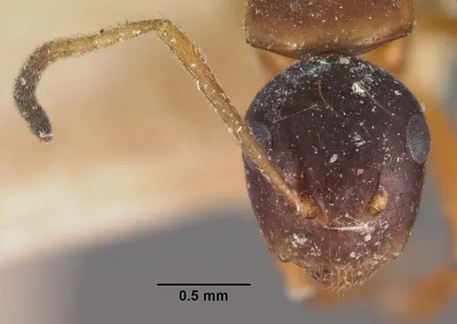 Camponotus putatus specimen CASENT0102415 image casent0102415_2