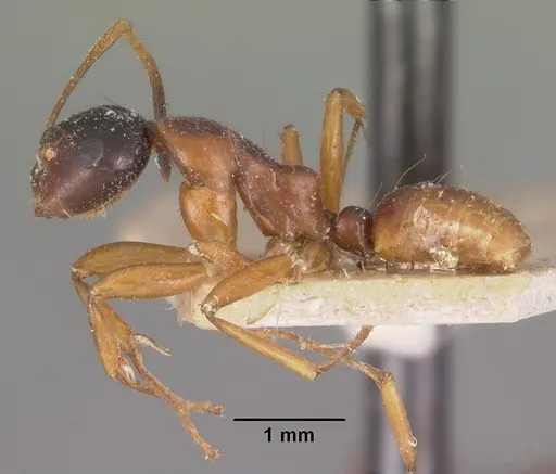 Camponotus putatus specimen CASENT0102415 image casent0102415_3