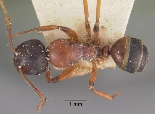 Camponotus putatus specimen CASENT0102416 image casent0102416_1