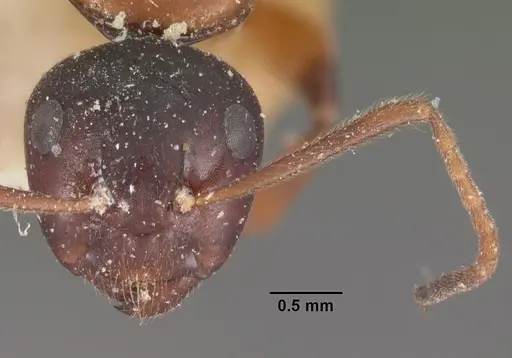 Camponotus putatus specimen CASENT0102416 image casent0102416_2