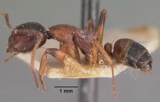 Camponotus putatus specimen CASENT0102416 image casent0102416_3