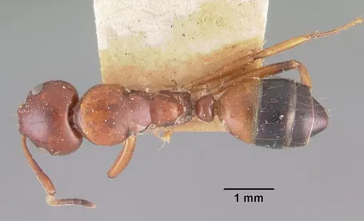 Camponotus putatus specimen CASENT0102417 image casent0102417_1