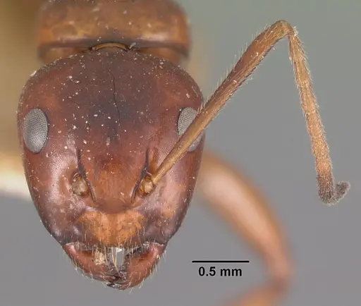 Camponotus putatus specimen CASENT0102417 image casent0102417_2