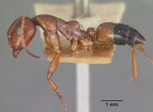 Camponotus putatus specimen CASENT0102417 image casent0102417_3