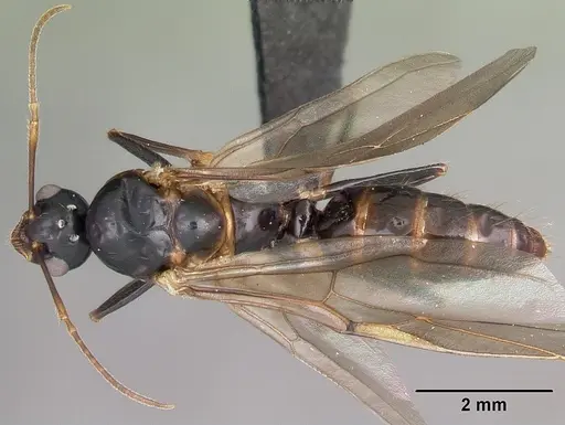 Camponotus putatus specimen CASENT0497230 image casent0497230_1