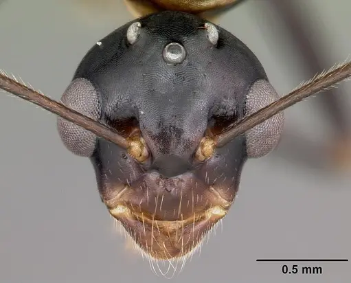 Camponotus putatus specimen CASENT0497230 image casent0497230_2