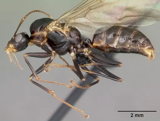 Camponotus putatus specimen CASENT0497230 image casent0497230_3
