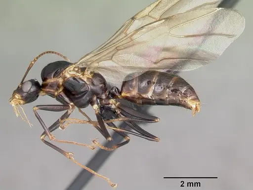 Camponotus putatus specimen CASENT0497230 image casent0497230_4