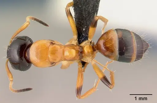 Camponotus putatus specimen CASENT0497233 image casent0497233_1