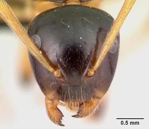 Camponotus putatus specimen CASENT0497233 image casent0497233_2