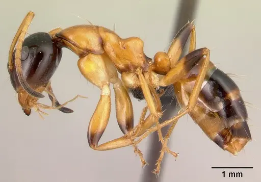 Camponotus putatus specimen CASENT0497233 image casent0497233_3