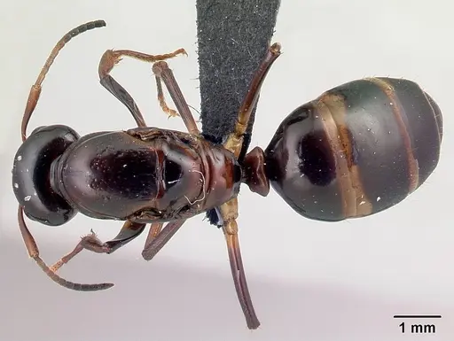 Camponotus putatus specimen CASENT0497235 image casent0497235_1