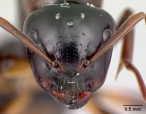 Camponotus putatus specimen CASENT0497235 image casent0497235_2
