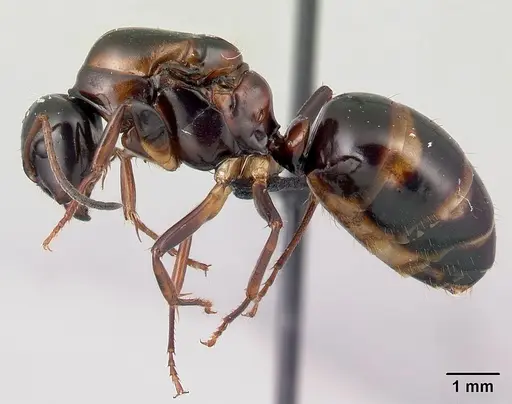 Camponotus putatus specimen CASENT0497235 image casent0497235_3