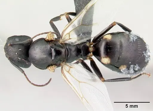 Camponotus quadrimaculatus specimen CASENT0053747 image casent0053747_1