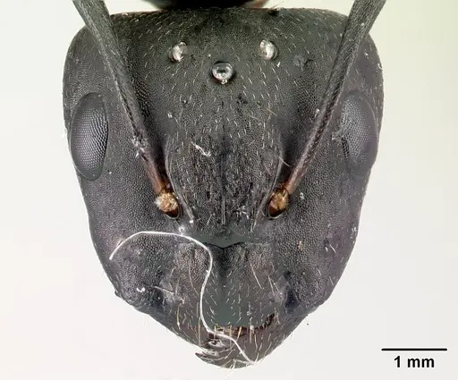 Camponotus quadrimaculatus specimen CASENT0053747 image casent0053747_2