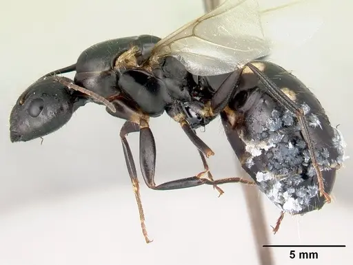 Camponotus quadrimaculatus specimen CASENT0053747 image casent0053747_3