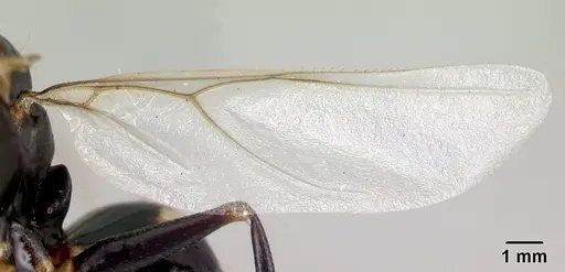 Camponotus quadrimaculatus specimen CASENT0053747 image casent0053747_4