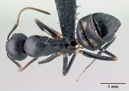Camponotus quadrimaculatus specimen CASENT0053748 image casent0053748_1
