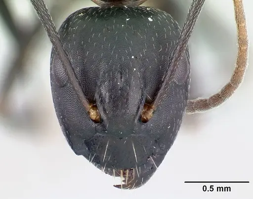 Camponotus quadrimaculatus specimen CASENT0053748 image casent0053748_2