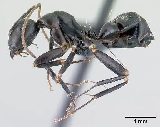 Camponotus quadrimaculatus specimen CASENT0053748 image casent0053748_3