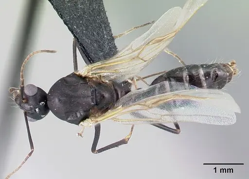 Camponotus quadrimaculatus specimen CASENT0054543 image casent0054543_1