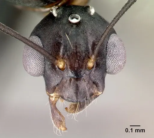 Camponotus quadrimaculatus specimen CASENT0054543 image casent0054543_2