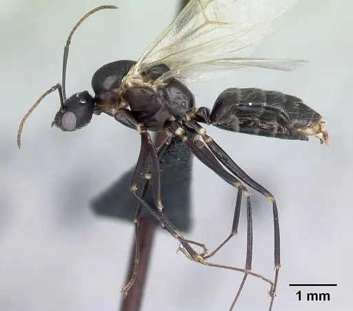 Camponotus quadrimaculatus specimen CASENT0054543 image casent0054543_3