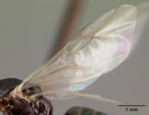 Camponotus quadrimaculatus specimen CASENT0054543 image casent0054543_4