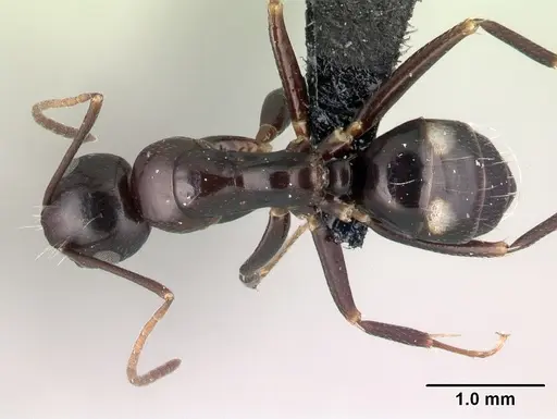Camponotus quadrimaculatus specimen CASENT0096044 image casent0096044_1