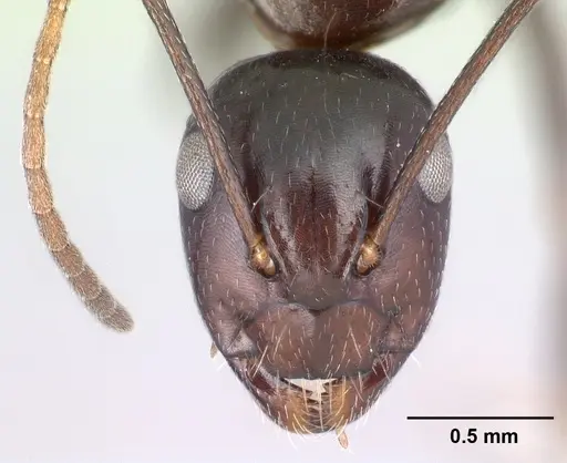 Camponotus quadrimaculatus specimen CASENT0096044 image casent0096044_2