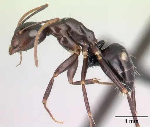 Camponotus quadrimaculatus specimen CASENT0096044 image casent0096044_3